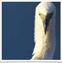 Great Egret - Staring Front